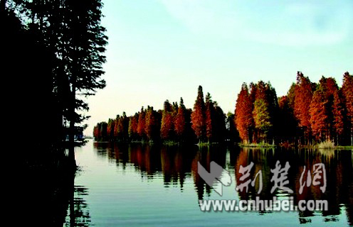 图为:百亩水杉